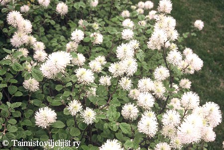 Fothergilla major